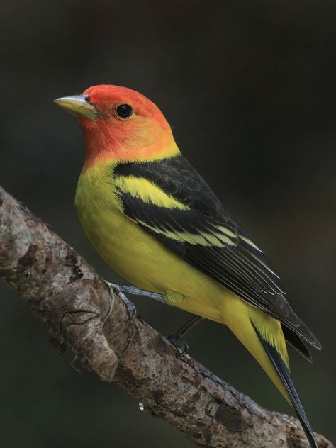 Western Tanager Western Tanager, Ink Ideas, Birdwatching, Bird Watching, Writers, Birds, Collage, Drawings, Animals