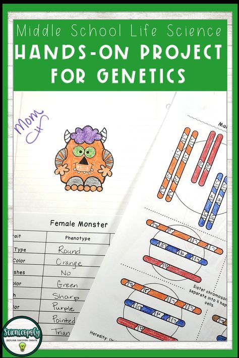 Genetics For Elementary Students, Dna Middle School Activities, Genetics Activities Middle School, Genetics Project, Genotype And Phenotype, Science Genetics, Middle School Life Science, Life Science Experiments, Mendelian Genetics