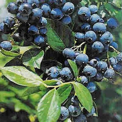 Blueberry Patriot Fruit Trees Backyard, Highbush Blueberry, Growing Blueberries, Blueberry Farm, Blueberry Plant, Plant Zones, Gardening Zones, Berry Plants, Fall Garden Vegetables