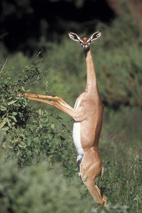 Real Animals That You Didn't Know Existed - This is a gerenuk, also known as the Waller's gazelle. They can reach higher branches and twigs than other gazelles and antelope by standing erect on their rear legs and stretching their elongated necks. Glaucus Atlanticus, Bizarre Animals, Bruh Moment, Regnul Animal, Animals Crossing, Odd Things, Animal Reference, Interesting Animals, Mule Deer