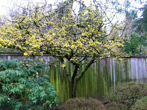 The Bright Yellow Flowers of Cornus mas are an Early Promise of Spring — Seattle Japanese Garden Cornus Mas Trees, Tree With Yellow Flowers, Cornelian Cherry, Seattle Japanese Garden, Cornus Mas, Japanese Garden Plants, Small Urban Garden, Plant Wishlist, Wildlife Garden