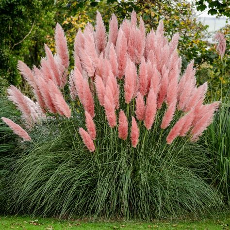 Outdoor Architecture, Pink Pampas, Cortaderia Selloana, Pink Pampas Grass, Perennial Grasses, Ornamental Grass, Grasses Landscaping, Pampas Gras, Have Inspiration