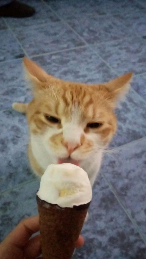 Cat Eating Ice Cream, Cat Eating, Eating Ice, Eating Ice Cream, Mochi, Ice Cream, Kitty, Cream, Funny