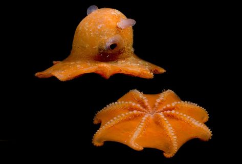 Dumbo Squid, Flapjack Octopus, Weird Looking Animals, Aquarium Pictures, Dumbo Octopus, Cute Octopus, Deep Sea Creatures, Beautiful Sea Creatures, Water Animals