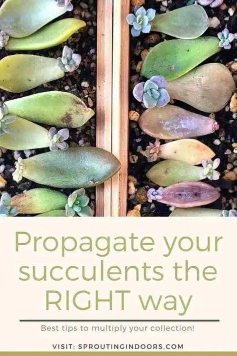 Learn easy tips and tricks on how to propagate succulents easily and get the best results! Propogate Succulents, Replanting Succulents, How To Propagate Succulents, Propagate Succulents From Leaves, Succulent Propagation, Propagate Succulents, Succulent Garden Indoor, Succulent Seeds, Succulent Garden Design