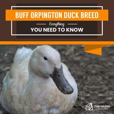 Buff Orpington Duck: Everything You Need To Know Buff Duck, Buff Orpington Hen, Farm Pets, Pekin Duck, Backyard Ducks, Duck Breeds, Buff Orpington, Meat Birds, Raising Farm Animals