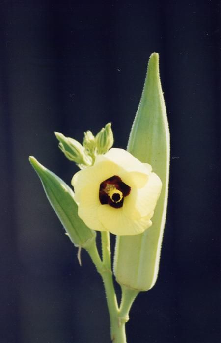 okra flower Okra Flower, Mice And Men, Vegetables Photography, Victorian Illustration, Mallow Flower, Botanical Tattoo, Of Mice And Men, Botanical Poster, Planting Vegetables