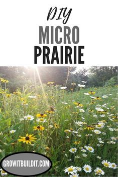 Learn how to create your own micro prairie in your yard with native plants.  Instructions & videos on everything from how to clear sod to design layouts to show you exactly how to create your native plant oasis for your enjoyment and to support the wildlife in your area. Prairie Yard Landscaping, Texas Prairie Garden, Backyard Prairie Garden, Prairie Garden Design Layout, Natural Prairie Landscaping, Illinois Native Garden, Micro Prairie, Native Plant Landscaping, Prairie Plants