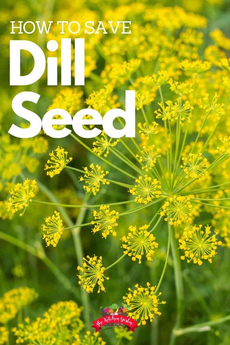 Harvest Dill Seeds, Dill Seeds Uses, How To Harvest Dill Seeds, Dill Flower Uses, Dill Seed Recipes, Harvest Dill, Growing Dill, Grow Dill, Seed Collecting