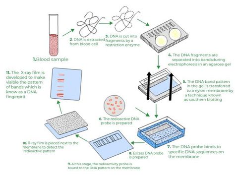 Dna Activities, Dna Facts, Dna Fingerprinting, Pg 6, Study Biology, Dna Sequence, Medical Laboratory Science, Human Dna, Biology Lessons