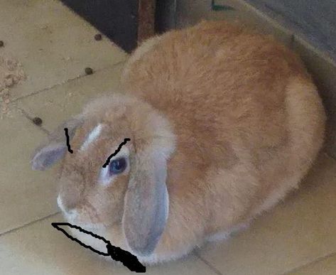 An angry rabbit. Angry Rabbit, Animals, Quick Saves