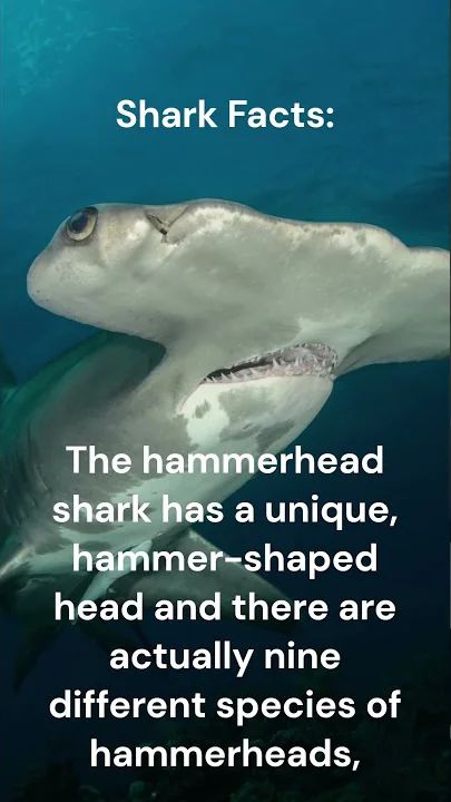 Welcome to this exciting new Short facts about the amazing world of hammerhead sharks! There are over 500 species of sharks in our oceans, but few are as unique and fascinating as the hammerhead. So, grab your scuba gear and let's dive into the world of hammerhead sharks! Did you Know these hammerhead shark facts? Let me know in te comments👇 #shortsvideo #shorts#sharkfacts#sharks#bullsharkfacts#hammerheadsharkfacts#hammerheadshark#hammerhead Hammerhead Shark Facts, Hammerhead Sharks, Shark Facts, Species Of Sharks, Scuba Gear, Hammerhead Shark, Sharks, Facts About, Let Me Know