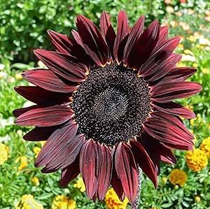 Chocolate Cherry Sunflower, Eucalyptus Deglupta, Sunny Disposition, Seed Favors, Long Flowers, Helianthus Annuus, Pink Strawberry, Pollinator Garden, Outdoor Setting