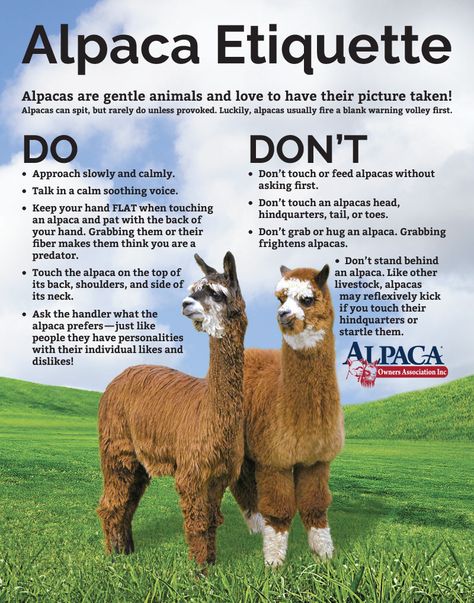 Alpaca Etiquette Natural Philosophy, Raising Goats, Western Nc, Alpaca Farm, Hobby Farm, Llama Alpaca, Farm Garden, Meet And Greet, Valley View