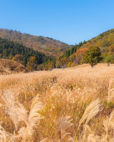 If you're seeking a unique autumn experience in Japan, consider exploring fields of susuki pampas grass instead of the typical red maple and yellow ginkgo trees🌾 This tall plant is lush green during the summer, but it transforms into a stunning display of shimmering gold and silver hues as autumn approaches.🤎 I think the most famous location to witness this breathtaking pampas grass field is Sengokuhara in Hakone, although there are numerous other options to admire this beautiful golden sce... Tall Grass Field, Golden Field, Grass Fields, Tall Plant, Ginkgo Tree, Red Maple, Grass Field, Hakone, Tall Plants