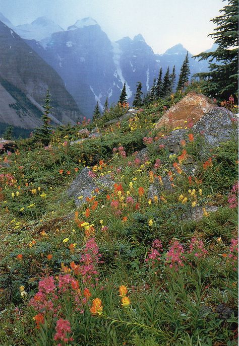 Valley of the Ten Peaks, Banff Park, Canadian Rockies.  Photo credit: Galen Rowell 숲 사진, Matka Natura, Glacier National, Alam Yang Indah, Glacier National Park, Sanskrit, Nature Aesthetic, Pretty Places, On The Side