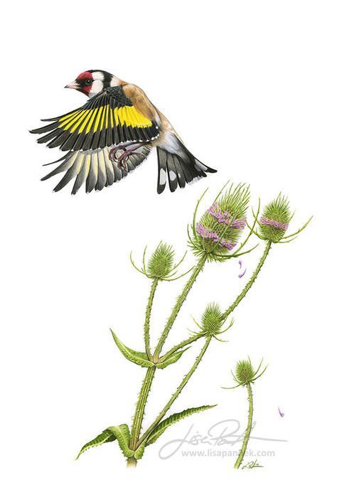 Bird Pencil Drawing, European Goldfinch, Mughal Art Paintings, Science Illustration, Drawing Now, Traditional Japanese Art, Foggy Morning, Lift Off, Goldfinch