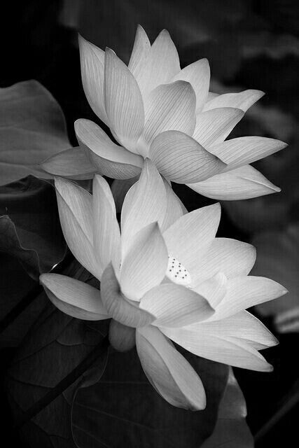 Lotus Flower Pictures, White Lotus Flower, Lotus Flower Art, Black And White Flowers, Lotus Flowers, Watercolor Flower, Chiaroscuro, Black White Photos, Water Lilies