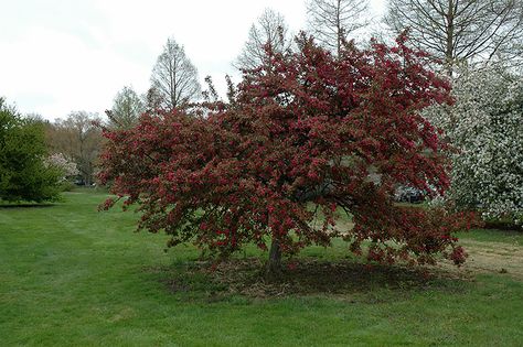 Indian Magic, Small Ornamental Trees, Fruits Photos, Fuchsia Flowers, Ornamental Trees, Garden Centre, Crab Apple, Deciduous Trees, Green Garden