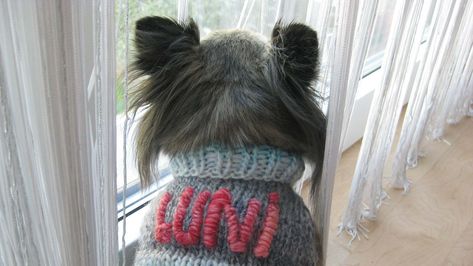 Pulli für einen Chihuahua Arm Knitting Tutorial, Knitting Tutorials, Arm Knitting, Knitting Tutorial, Crochet Clothes, Chihuahua, Hair Wrap, Knitting, Crochet