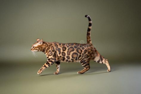 Bengal cat walking on olive green studio background, side view royalty free stock photo, #free, #ADVERTISEMENT, #stock, #AD, #ad Cat Walking Drawing Reference, How To Draw A Cat Walking, Cat Walking Side View, Cat Side View Illustration, Walking Cat On Leash, Studio Background, Cat Walk, Bengal Cat, Side View