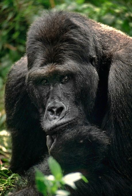 Eastern Lowland Gorilla, Eastern Gorilla, Wildlife Biology, Gorilla Gorilla, Great Ape, Zoology, Primates, Flora And Fauna, 365 Days