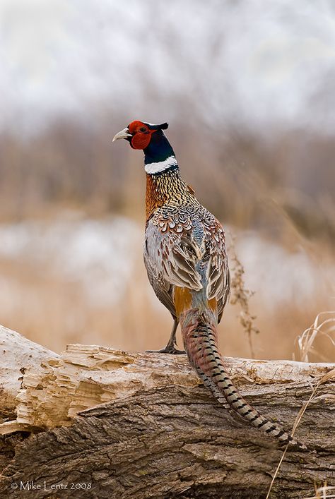 Ring-necked Pheasant on log | by Mike Lentz Photography Upland Bird Hunting, Ring Necked Pheasant, Upland Hunting, Deer Hunting Tips, Quail Hunting, Pheasant Hunting, Bird Hunting, Turkey Hunting, Game Birds