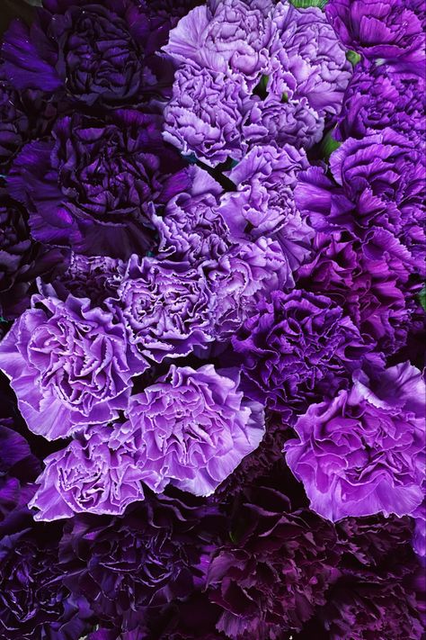 purple carnations😍 photo taken by me #flowers #iphonewallpaper #wallpaper #lockscreen #carnations #purplewallpaper #purple #flowerwallpaper Purple Carnations Aesthetic, Carnation Purple, Purple Carnations, Purple Wallpapers, Carnation Flowers, Carnation Flower, Mardi Gras Party, Cover Pics, Purple Wallpaper