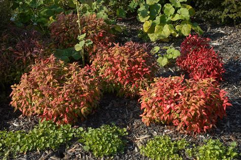 Toxic | Nandina domestica Details Heavenly Bamboo, Nandina Domestica, Border Plants, Low Maintenance Landscaping, Small White Flowers, Landscaping Supplies, Hydroponic Gardening, Evergreen Shrubs, Winter Garden