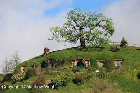 Photo I took of Bag End and its artificial oak tree on the Hobbiton Movie Set. Bag End Hobbiton, Bag End, Minas Tirith, Cosy House, Old Oak Tree, Hobbit Hole, An Unexpected Journey, Under The Shadow, Movie Set