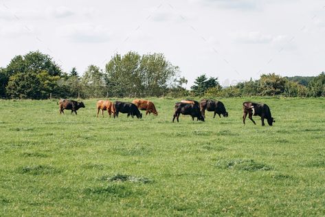 Cows Grazing, Green Meadow, Tree Roots, Medicinal Plants, New Logo, On The Farm, Adaptation, Farm Life, Logo Inspiration