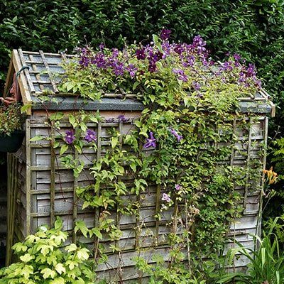 Training clematis on garden trellis to cover a shed Flowering Creepers, Small English Garden, Clematis Wilt, Clematis Trellis, Full Sun Garden, Shed Makeover, Late Summer Flowers, Sun Garden, Covered Garden