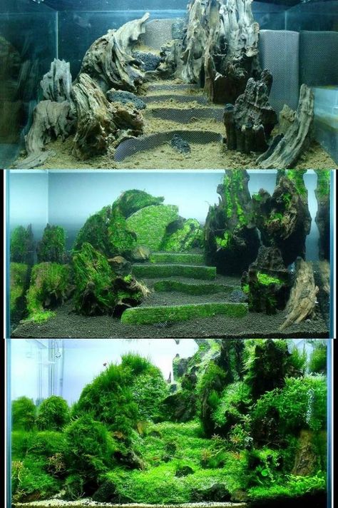 Evolution of an aquascape based on terraces. Amazing Aquariums, Taman Air, Fish Tank Design, Aquascape Design, Aquarium Terrarium, Nano Aquarium, Aquarium Landscape, Shrimp Tank, Betta Tank