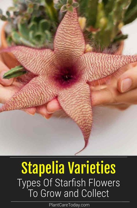 Stapelia, also known as the Starfish plant, is a low-growing succulent with star flowers and banded patterns. Learn about the different stapelia varieties. Starfish Plant, Types Of Starfish, Star Plant, Flowers To Grow, Flowers Wine, Plant Problems, Purple Line, Growing Succulents, Cactus And Succulents