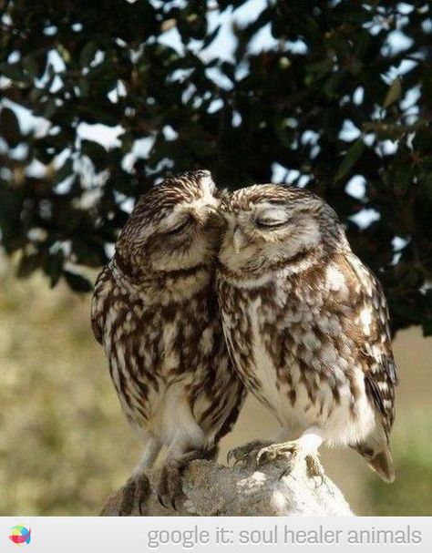 Cute Owl couple kiss – soul healer animals | Soul Healer Animals - cute pictures, photos, videos Birds Couple, Owl Pictures, Beautiful Owl, Owl Lovers, Owl Bird, Cute Owl, Nature Animals, Love Birds, Beautiful Creatures