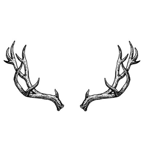 Buck Antlers Drawing, Dainty Deer Antler Tattoo, Elk Skull Tattoo Design, Buck Antler Tattoo, Antler Tattoo Collar Bone, Stag Horns Tattoo, Men’s Deer Tattoo, Creative Animal Tattoos, Antlers Tattoos For Women