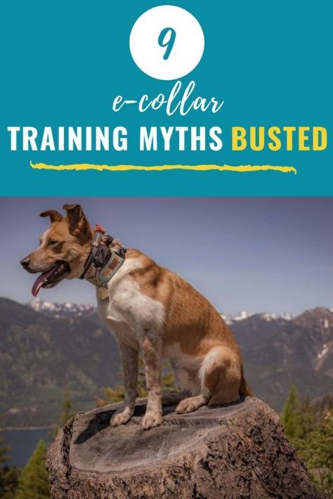 E Collar Training, Puppy Obedience Training, Puppy Time, Dog Shock Collar, Service Dog Training, Myth Busted, Dog Training Advice, Puppy Training Tips, Puppy Stuff