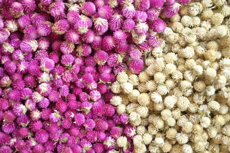 Excited to share this item from my #etsy shop: 100 Dried Globe Amaranth Flower DIY supply Everlasting flower Gomphrena Globosa Amaranth Flower Small dried flowers #housewarming #soapmakingbath #purple #white #candlesmaking #driedglobeamaranth #wreath #flowerforchaplet #flowerforgarland Globe Amaranth Flower, Gomphrena Globosa, Amaranth Flower, Flowers Garland, Globe Amaranth, Everlasting Flowers, Resin Jewelry Diy, Flower Diy, Paper Craft Supplies