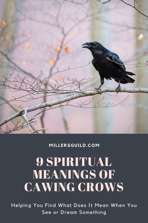 9 Spiritual Meanings Of Cawing Crows Hearing Crows Meaning, Crow Omen Meaning, Crow Cawing Meaning, Crow Symbolism Meaning, Crow Spiritual Meaning, Cawing Crow, Crow Cawing, Crow Meaning, Crow Call