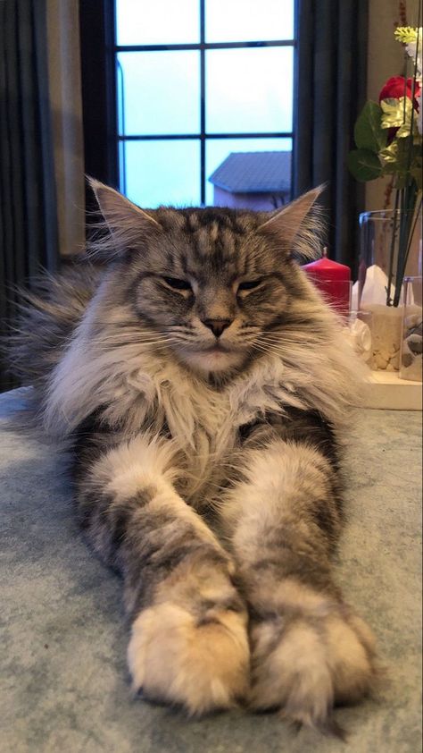 Grey And White Mainecoon Cat, Maine Coone Aesthetic, Mainecoon Cat Aesthetic, Persian Cat Grey, Maine Coone Kitten, Persian Cat Tattoo, Maine Coone Cat, Persian Cat Haircut, Grey Persian Cat