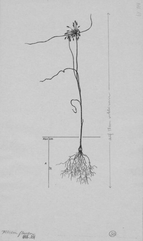 Allium flavum - Root System Drawings - Wageningen University & Research - Image Collections Research Images, Root System, Image Collection, University, Drawings, Plants