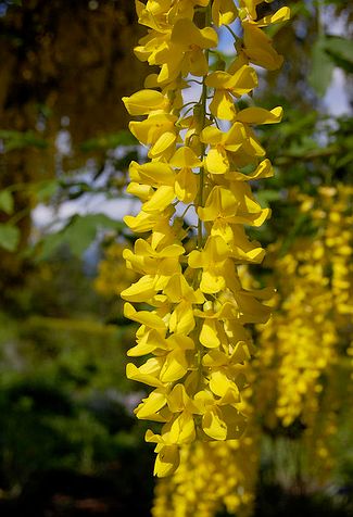 yellow wisteria - Google Search Yellow Wisteria, Golden Chain Tree, Wisteria Tree, Tree Identification, Golden Chain, Rare Flowers, Hanging Flowers, Farm Style, Coloring Book Art