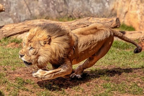 Big Cat Hunting, Big Cat Photography, Lion Photo, Lion Hunting, Big Cats Photography, Lions Photos, Lion Photography, Lion Images, Lion Pictures