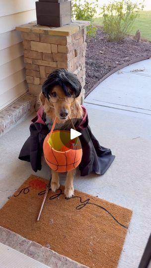 Trick Or Treating, My Dog, Trick Or Treat, Golden Retriever, The End, The Way, Audio, Halloween, Disney