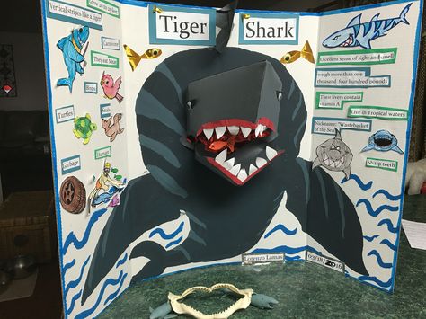 Shark Project, Project Tiger, Shark Books, Shark Craft, Basking Shark, Christmas Party Activities, Shark Facts, Megalodon Shark, Bull Shark