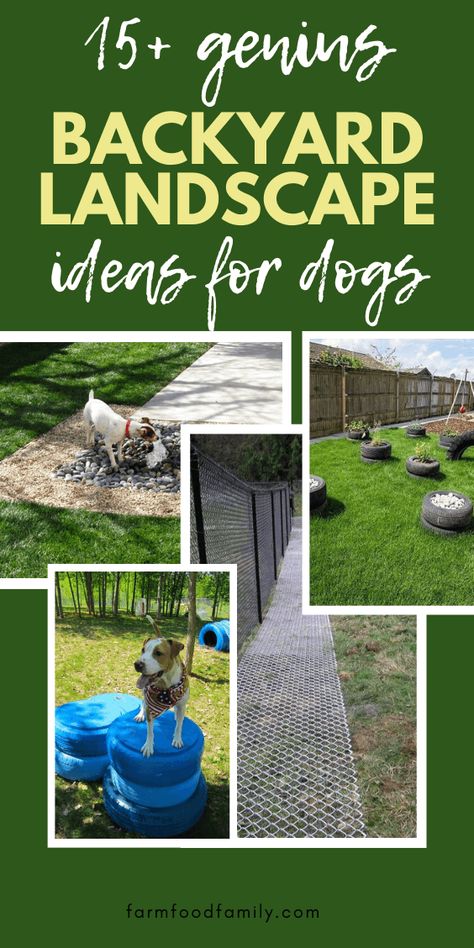 Dog Agility Course Diy, Outdoor Dog Area, Diy Dog Run, Texas Gardens, Dog Play Area, Dog Friendly Backyard, Quail Coop, Dog Backyard, Dog Agility Course