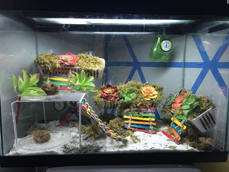 Cute Hermit Crab Tank Ideas, Diy Hermit Crab Climbing Toys, Crabitat Ideas Diy Hermit Crab Habitat, Hermit Crab Tank Ideas, Hermit Crab Habitat Ideas, Crabitat Ideas, Hermit Crab Cage, Crab Ideas, Hermit Crab Homes