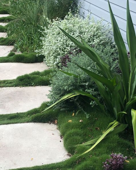 Fifth Season Landscapes on Instagram: “The mounding growth of Zoysia tenuifolia sits beautifully alongside the burnished concrete stepping stones at our Clareville project.…” Zoysia Tenuifolia, Low Maintenance Ground Cover, Living Mulch, Burnished Concrete, Stone Backyard, Australian Beach House, Coastal Landscaping, Concrete Stepping Stones, Garden Tiles