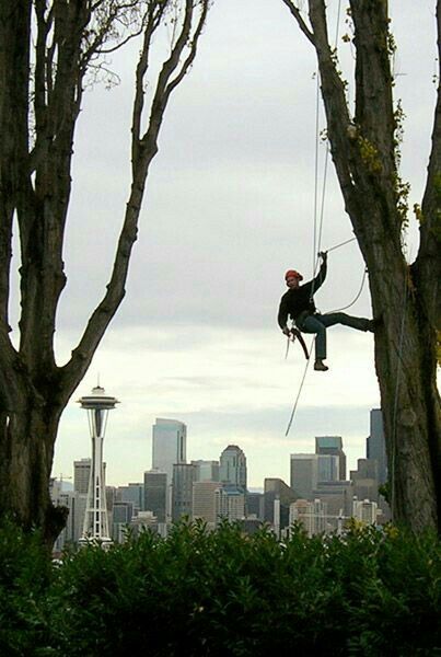 Timberland Tree Service  Expert Arborist  Las Vegas Nevada  (702) 598-3959 Arborist Climbing, Skateboarding Tricks, Tree Surgeons, Climbing Rope, Tree Service, Tree Care, Languedoc Roussillon, Puget Sound, Lumberjack