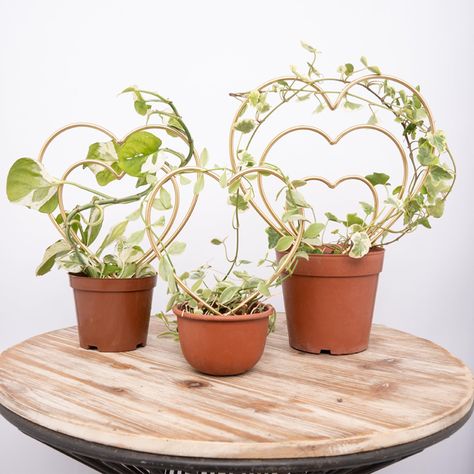 PRICES MAY VARY. - Versatile Plant Support: Elevate your indoor plants with our HOYA Trellis set of 3 heart-shaped mini trellises, perfect for supporting small vines and climbing plants. Transform your houseplants into decorative focal points with ease. - Sturdy Construction: Crafted from premium wrought iron with a powder-coated matte finish, our indoor/outdoor garden trellises ensure long-lasting durability. Say goodbye to drooping plants and hello to ample sunlight for optimal growth. - Exclu Drooping Plants, English Ivy Indoor, Hoya Trellis, Mini Trellis, Concentric Design, Houseplant Trellis, Indoor Plant Trellis, Plant Trellis, Metal Trellis